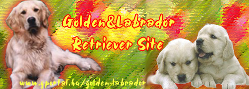 Golden Retriever & Labrador Retriever